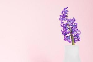 belle jacinthe en fleurs violettes dans un vase en verre blanc sur fond rose. bouquet de printemps pour la décoration intérieure, arrière-plan créatif avec espace de copie photo