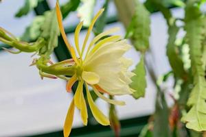 gros plan de fleur de cactus blanc. plante tropicale en fleurs. photo