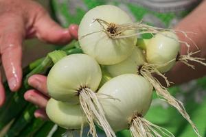 récolte fraîche d'oignon dans les mains des femmes. femme âgée tenant une nouvelle récolte de légumes photo