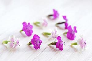 fleurs de chamaenerion sur fond de bois blanc photo