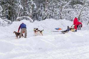 les chiens de traîneau husky sibérien sont prêts à rouler dans la forêt d'hiver photo