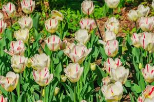 champ de tulipes blanches et rouges à double touche. fond de fleur. paysage de jardin d'été photo