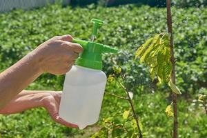 l'agriculteur pulvérise des pesticides avec un pulvérisateur manuel contre les insectes sur le cerisier dans le jardin en été. concept d'agriculture et de jardinage photo