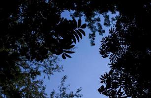 résumé, été, fond, à, silhouette, sorbier, feuilles, cadre, et, ciel bleu, espace copy photo
