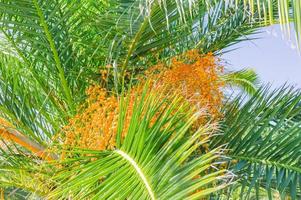 floraison de trachycarpus. fleurs jaunes sur palmier moulin à vent photo