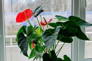 fleur d'anthurium en fleurs roses dans le rebord de la fenêtre. jardinage domestique. plante d'intérieur photo