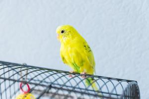 perroquet ondulé jaune ou perruche est assis sur la cage sur fond bleu photo