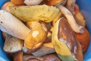 cèpes à capuchon orange dans un seau bleu. nature, environnement et champignons comestibles photo