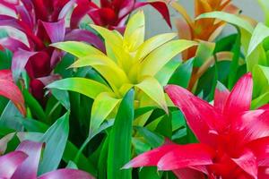 fleurs de bromelia en fleurs colorées. fond floral photo