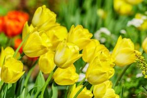 champ de tulipes jaunes. fond de fleur. paysage de jardin d'été