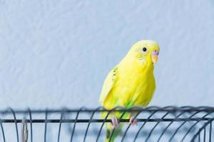 perroquet ondulé jaune ou perruche est assis sur la cage sur fond bleu photo