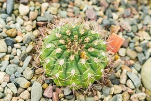 Libre de cactus en forme de boule ronde dans le jardin botanique photo