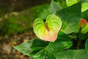 gros plan d'une fleur d'anthurium rouge en fleurs photo