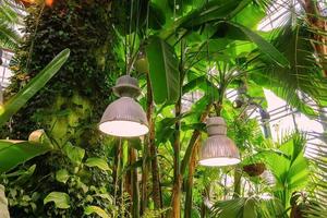 feuillage luxuriant dans le jardin tropical. bananes et plantes de la jungle. fond naturel photo