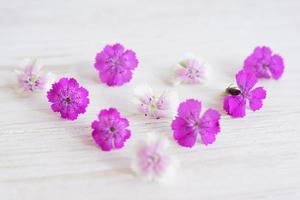 fleurs de chamaenerion sur fond de bois blanc photo