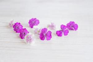 fleurs de chamaenerion sur fond de bois blanc photo