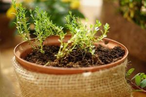 pousses de fleurs dans un pot en argile. jardinage à la maison, mise au point douce photo