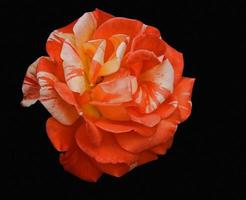 fleur rose isoler sur fond noir. photo