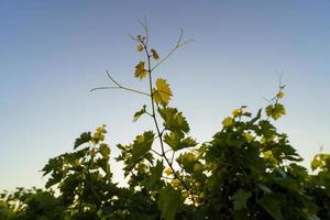 raisins de cuve blanc dans le vignoble pendant la journée. photo