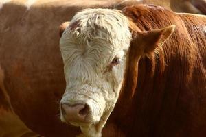 nahariya israël 17 avril 2020. un troupeau de vaches broute dans une clairière forestière. photo