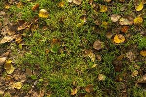 feuilles d'automne jaune, orange et rouge de septembre photo