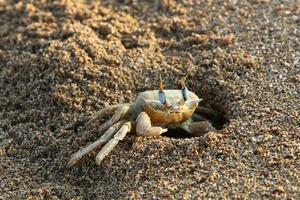 crabe de sable sur les rives de la mer méditerranée. photo