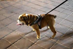 nahariya israël 14 octobre 2019. chien en promenade dans un gars de la ville au bord de la mer. photo