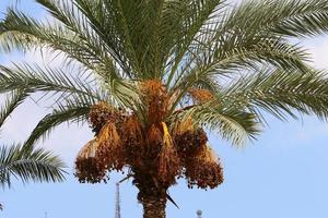 riche récolte de dattes sur les palmiers du parc de la ville. photo