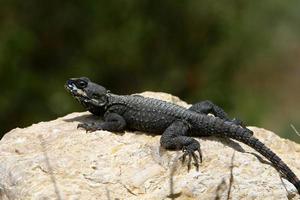 le lézard est assis sur une pierre dans un parc de la ville au bord de la mer. photo