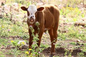 nahariya israël 17 avril 2020. un troupeau de vaches broute dans une clairière forestière. photo