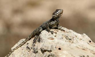 le lézard est assis sur une pierre dans un parc de la ville au bord de la mer. photo