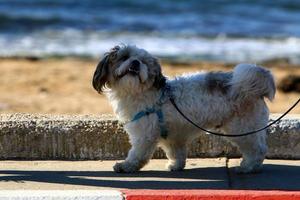 nahariya israël 14 octobre 2019. chien en promenade dans un gars de la ville au bord de la mer. photo