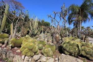 le cactus est grand et épineux cultivé dans le parc de la ville. photo