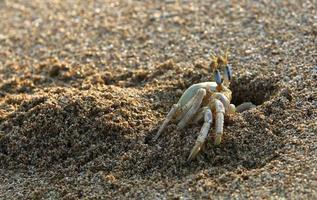crabe de sable sur les rives de la mer méditerranée. photo