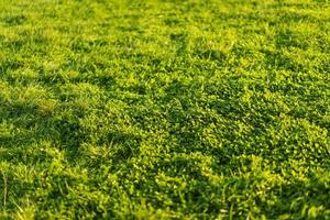 vue d'en haut de la texture de l'herbe de trèfle vert photo