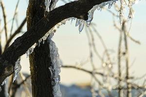 paysage d'hiver avec des troncs d'arbres et des branches dans la glace photo