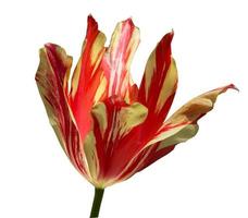 Tête de fleur de tulipe rouge isolé sur fond blanc photo