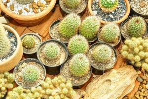 cactus sur sol sablonneux photo