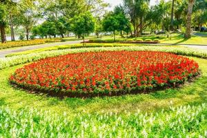 salvia fleurit dans un jardin dans un contexte de nature. photo