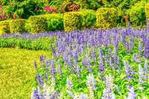 salvia fleurit dans un jardin dans un contexte de nature. photo