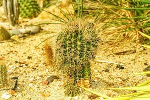 cactus sur sol sablonneux photo