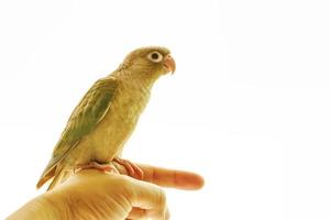 perruche à joues vertes ou conure à joues vertes sur les mains des hommes. photo