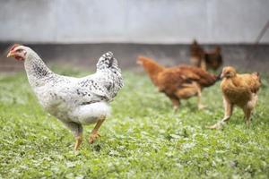 poulets à la ferme, concept de volaille. poulet blanc en vrac à l'extérieur. oiseau drôle dans une ferme bio. oiseaux domestiques dans une ferme en plein air. poulets d'élevage. marcher dans la cour. industrie agricole. photo