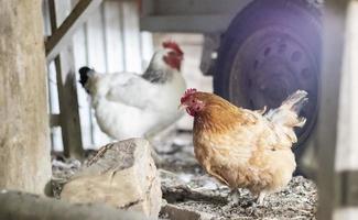 poulets à la ferme, concept de volaille. poulet blanc et rouge à l'extérieur. oiseaux drôles dans une ferme bio. oiseaux domestiques dans une ferme en plein air. poulets d'élevage. marcher dans la cour. industrie agricole. photo