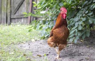 un grand coq avec une touffe rouge dans le village. jeune coq rouge mélange de basse-cour rouge rhode island. une belle photo d'un coq à plumes orange rhode island dans une petite ferme. plumes multicolores.