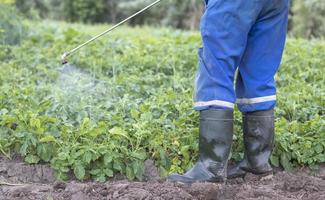 un agriculteur appliquant des insecticides sur sa culture de pommes de terre. l'utilisation de produits chimiques dans l'agriculture. lutter contre les infections fongiques et les insectes. un homme pulvérise des pesticides sur une plantation de pommes de terre avec un pulvérisateur à main. photo