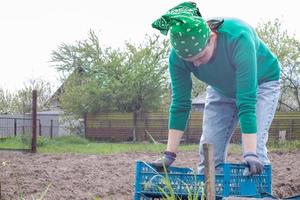 agricultrice ou jardinière caucasienne avec pommes de terre. préparation au début du printemps pour la saison des jardins. pommes de terre de semence. travail saisonnier. agriculture - production alimentaire, concept de récolte. photo