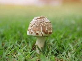 champignons pondus au milieu d'une pelouse verte. photo