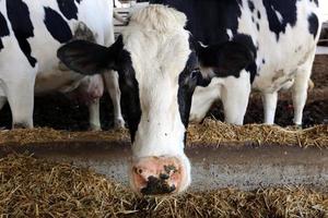 nahariya israël 17 avril 2020. un troupeau de vaches broute dans une clairière forestière. photo