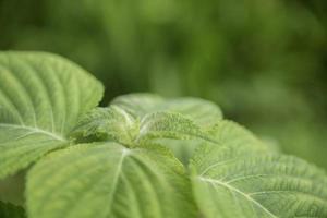 gros plan de semis de feuilles vertes biologiques perilla frutescens dans le champ en été. croissance des plantes potagères aux herbes dans le jardin pour une utilisation alimentaire saine. bannière avec fond photo